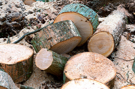 吠环境砍伐的树木森林的树桩干木桩戒指高清图片