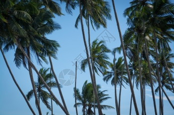 海洋热带科木棕榈树和蓝色天空斯里兰卡南部省斯里兰卡亚洲叶子图片