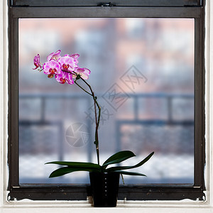白色的自然室内平方窗户旁美丽兰花图片