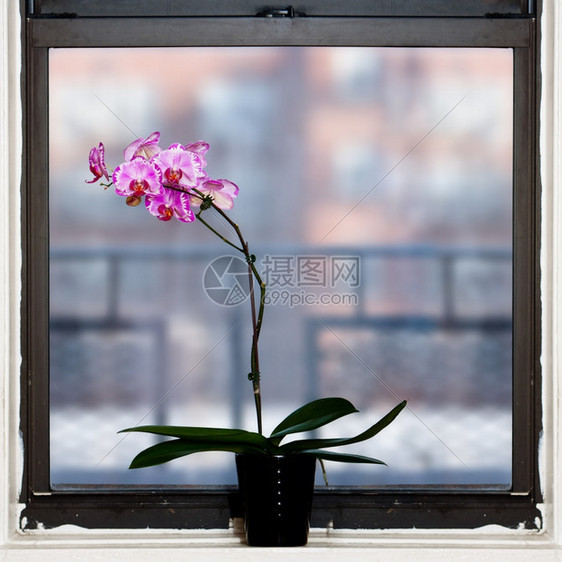 白色的自然室内平方窗户旁美丽兰花图片