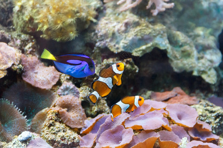 鱼水族馆类肝螺旋藻和以珊瑚礁为背景的小丑游泳盐绿松石海洋图片
