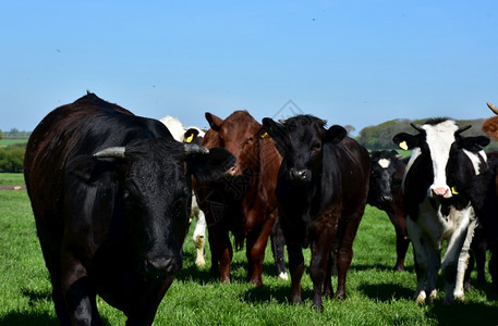 喇叭野兽在英格兰田地上站立的农场牛群自然图片
