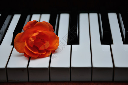 笔记在钢琴键上展示了一朵橙色玫瑰钢琴家绽放图片
