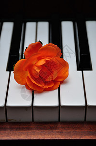 美丽的在钢琴键上展示了一朵橙色玫瑰闪亮的装饰图片