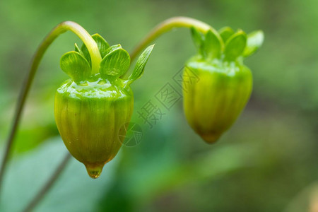 雨后的花骨朵图片