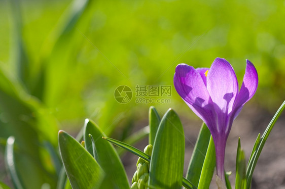 季节太阳精美的丽春曲子图片