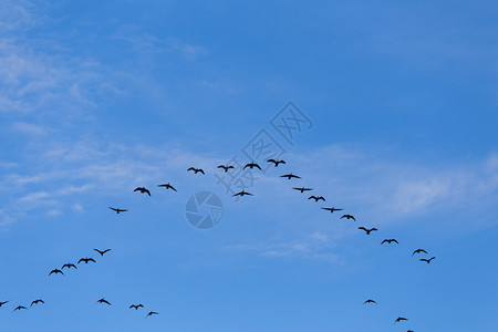 野生动物白色的环境一群迁徙鹅鸟在蓝天飞行图片