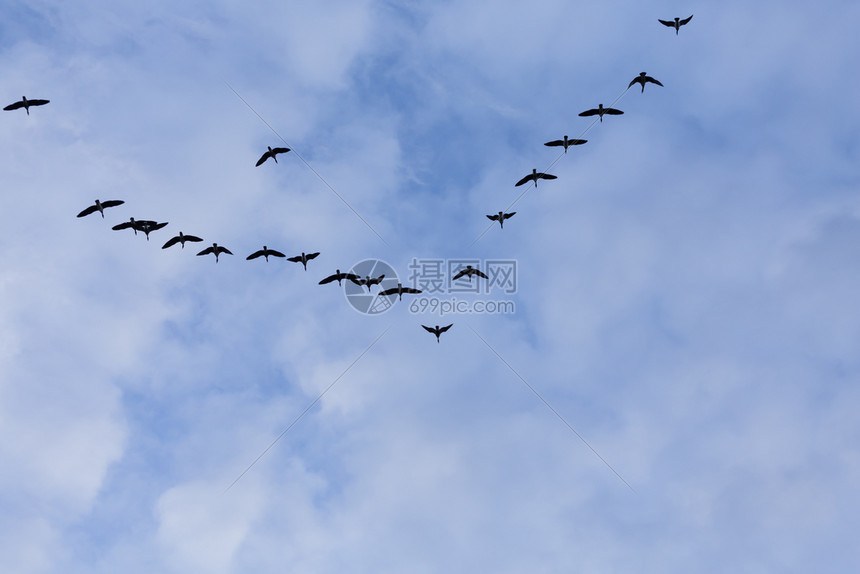 形成一群迁徙的鹅鸟在蓝天飞行空图片