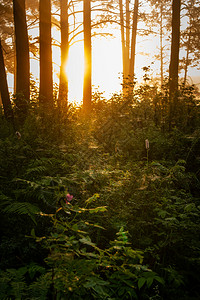 树木晨光冲破雾气景观夏天哎图片