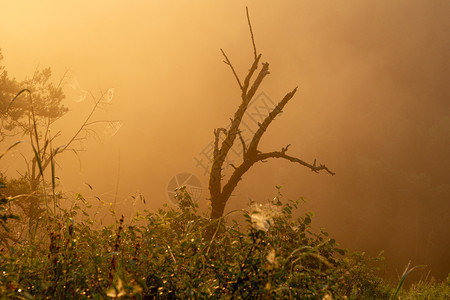 公园森林晨光冲破雾气景观早晨图片