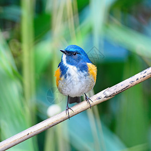 蓝鸟喜马拉雅的男蓝尾Tarsigerrufilatus站在树枝上乳房剖面颜色知更鸟动物图片