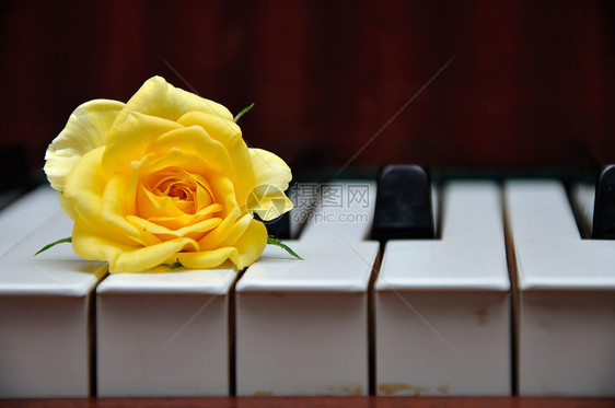 乐器音在钢琴键上方展示一朵黄玫瑰钢琴家图片
