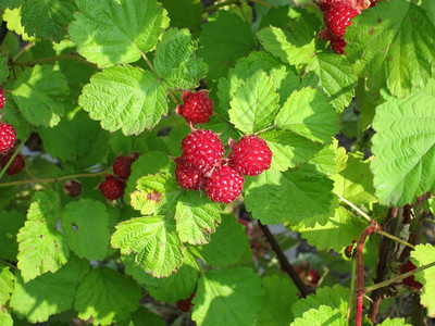 覆盆子多汁的浆果花园里草莓图片