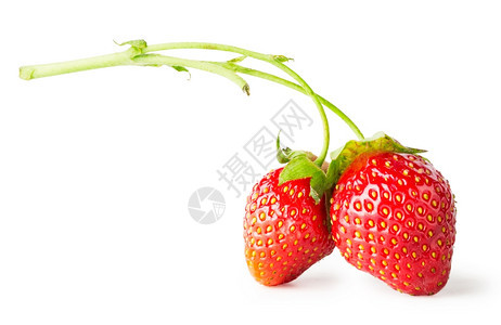 健康两个浆果红草莓在树枝上孤立白色背景两个浆果红草莓在树枝上喝美丽的图片