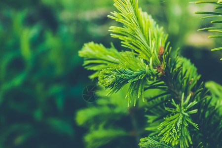 植物林中绿松葡萄或雪的分支抽象圣诞节图片