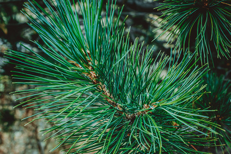 季节木头庆典林中绿松葡萄或雪的分支图片
