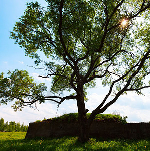 场景空白的戏剧化树木太阳景色背射线背景图片