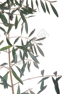 白色背景上孤立的绿橄榄树枝边框新鲜植物群传统背景图片