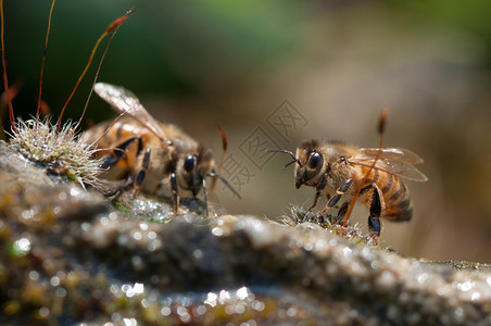 养蜂业夏天蜜在苔藓上喝淡水蜜蜂授粉图片