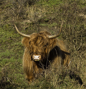 农场毛茸冬日早晨荷兰沙丘中的高地牛与蓝天荷兰沙丘中的高地牛草图片