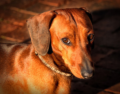 外套古玩宠物迷你Dachshund与软质疑外观的图片图片