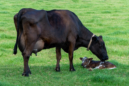 场地农安格斯在绿草牧场里养小牛的母图片