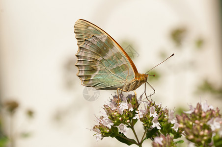 君主蝴蝶在花上采集蜜蝴蝶在上明亮的卡片图片