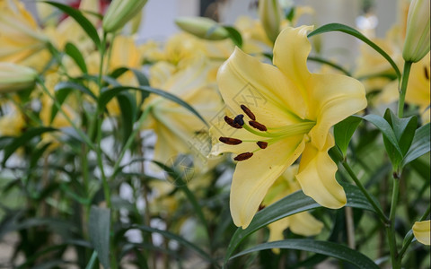 植物学花园里黄色亚洲朵浪漫的植物群图片
