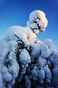 冬天下雪的法林树叶子针图片