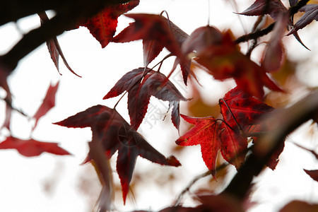 树枝上的红色枫叶图片