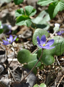 瑞典4月在森林中开花的蓝肝脏朵4月瑞典丰富多彩的蓝色四月图片