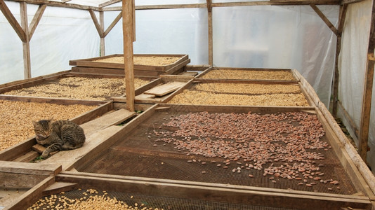 农业圣多美和普林西比非洲可豆和咖啡干燥情况旅行植物群图片
