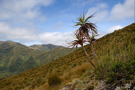 龙葵属外部自然新西兰海岸的一个高山谷被小型的台风植物所环绕图片