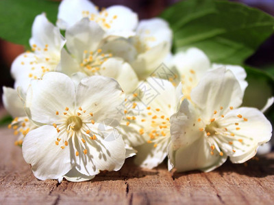 自然夏天植物群茉莉花在木质背景上的白色花朵图片