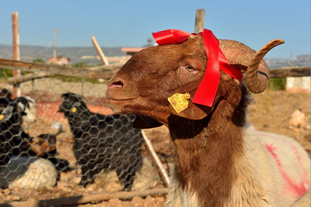 献祭羊红丝带挂在角上谷仓喇叭崇拜图片
