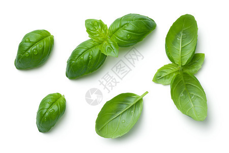 绿色香料多于Basil树叶白色背景上隔着水滴图片