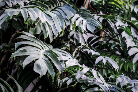 质地花园里的菲洛登龙热带树叶背景夏天小茴香科图片