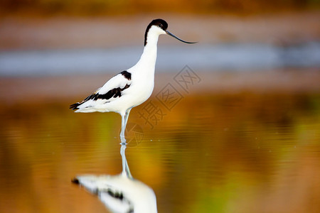 鳄梨美丽的piedavocetRecurvirostraavosetta在加的斯湾PiedAvocetRecurvirostra图片