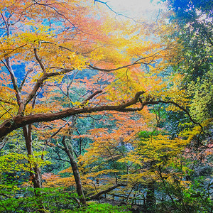 十月红黄和的木叶树冠色军图片