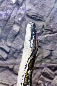 石头背景上的Python头垂直照片比维塔图斯光滑的结石图片