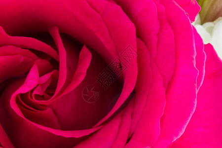 一个粉红色的玫瑰低调关紧身衣中央在框的左手侧架品红植物群图片