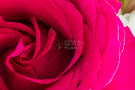 一个粉红色的玫瑰低调关紧身衣中央在框的左手侧架品红植物群图片