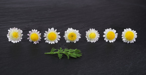 盛开的秋季菊花图片