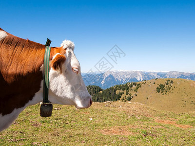 动物草本植复制山地草原上美丽的奶牛肖像图片