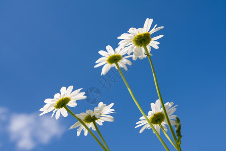 黄色的季节天空背景上的白米明亮图片