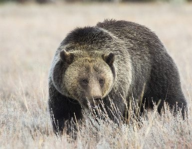 金发大灰熊的美女玩偷看鼠尾草怀俄明州哺乳动物图片