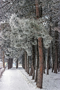 冬日雪景森林中的小路图片