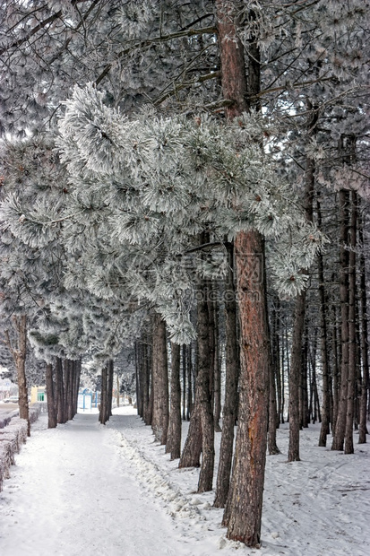 冬日雪景森林中的小路图片