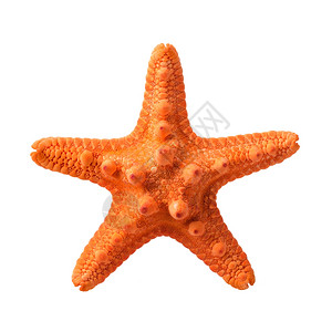 童鞋立体拍摄手指动物孤立体橙海星白底与隔绝近距离拍摄起疙瘩的背景