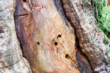 天然木本底材树干头纹理木材树干质料天然木本底板框架植物图片